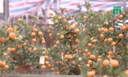 Clip: Bí quyết chọn mua và chăm đào, quất trong dịp Tết