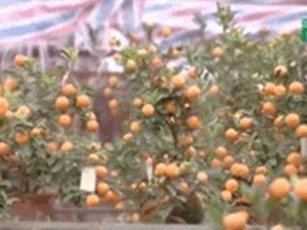 Clip: Bí quyết chọn mua và chăm đào, quất trong dịp Tết