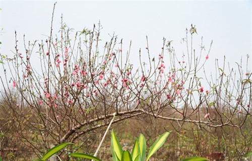 Đào Nhật Tân nở sớm gần 2 tháng trước Tết