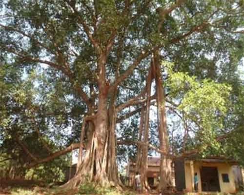 Huyền bí chuyện cây đa có cặp xà tinh bảo vệ