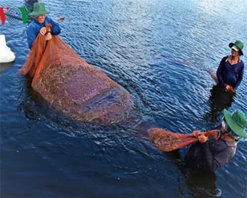 Ngành tôm Cà Mau cần gì để tạo đột phá?