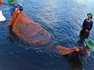 Ngành tôm Cà Mau cần gì để tạo đột phá?
