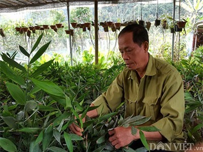 Giống gừng hoang 'thơm' mùi bọ xít, bán 500 ngàn/kg