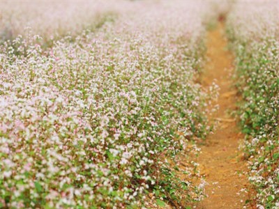 Vườn hoa tam giác mạch 5.000 m2 ở ngoại thành Hà Nội