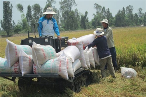 Gạo Việt đã xuất khẩu đi hơn 150 thị trường, cơ hội tiếp tục rộng mở