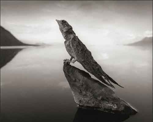 Sự thật kinh dị hồ nước ma quái hóa đá động vật