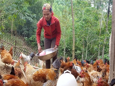 Dân Vạn Linh đổi đời nhờ loài gà vàng đặc sản, nuôi chạy bộ