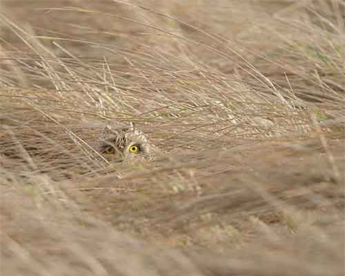 Khả năng ngụy trang bậc thầy của các loài động vật