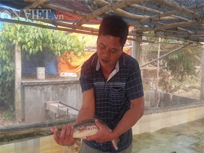 Ninh Bình: Nuôi cá lóc bán Tết, nông dân đếm tiền... mỏi tay
