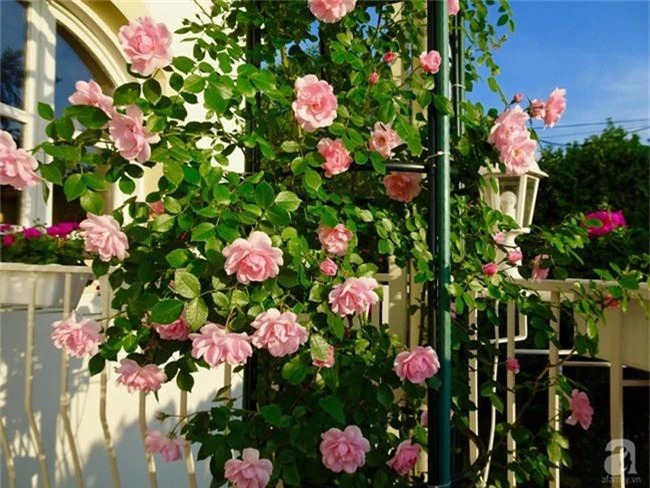 Ngôi nhà với khu vườn 600m² phủ kín các loại hoa đẹp như tranh vẽ của nữ giám đốc Việt ở Hungary - Ảnh 10.