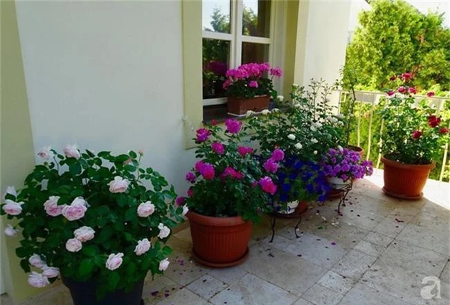 Ngôi nhà với khu vườn 600m² phủ kín các loại hoa đẹp như tranh vẽ của nữ giám đốc Việt ở Hungary - Ảnh 11.