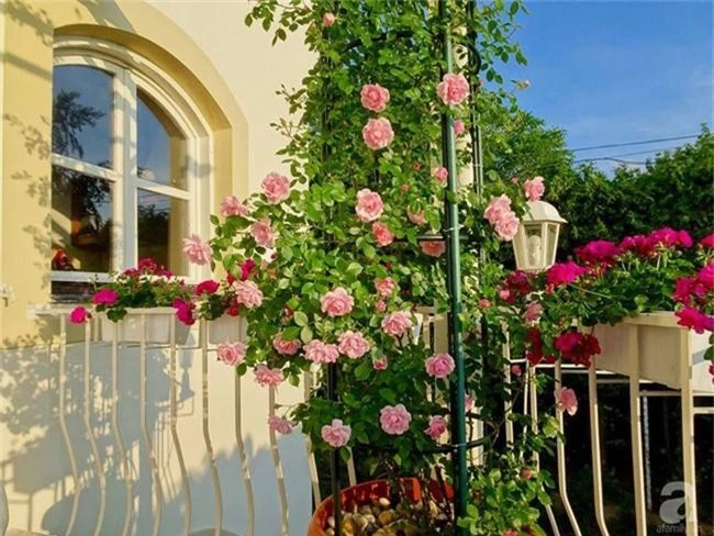 Ngôi nhà với khu vườn 600m² phủ kín các loại hoa đẹp như tranh vẽ của nữ giám đốc Việt ở Hungary - Ảnh 13.