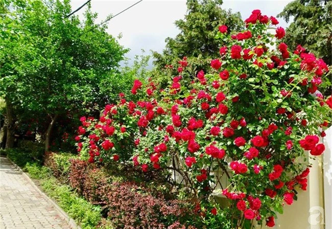 Ngôi nhà với khu vườn 600m² phủ kín các loại hoa đẹp như tranh vẽ của nữ giám đốc Việt ở Hungary - Ảnh 2.