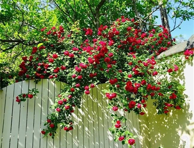 Ngôi nhà với khu vườn 600m² phủ kín các loại hoa đẹp như tranh vẽ của nữ giám đốc Việt ở Hungary - Ảnh 3.