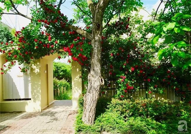 Ngôi nhà với khu vườn 600m² phủ kín các loại hoa đẹp như tranh vẽ của nữ giám đốc Việt ở Hungary - Ảnh 4.