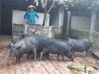 Phối 'lung tung' ra loài lợn 'thập cẩm' siêu khỏe, thịt cực ngon