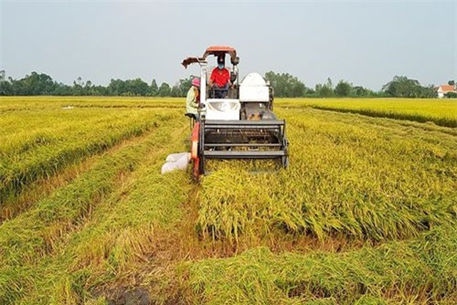 BẢN TIN TÀI CHÍNH - KINH DOANH: Gạo Việt đã xuất khẩu đi hơn 150 thị trường, 35,46 tỷ USD vốn FDI vào Việt Nam