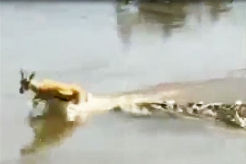 CLIP: Cảnh tượng đẫm máu khi cá sấu truy sát đàn linh dương vượt sông