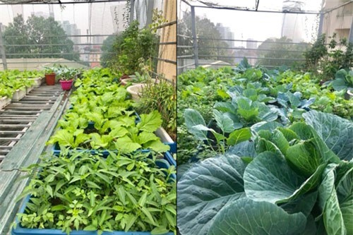 Đã mắt ngắm vườn treo xanh mơn mởn, ai cũng mê của nữ giảng viên ĐH