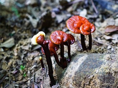 Được tài trợ 5,4 tỷ, nông dân xứ Quảng sẽ giàu nhờ nấm linh chi