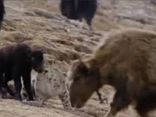 CLIP: Săn bê con, báo tuyết phải tháo chạy vì bị bò mẹ tấn công