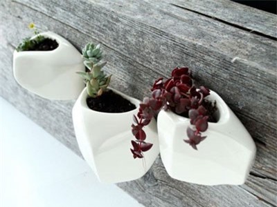 Chậu cây trồng mang không gian xanh vào nhà