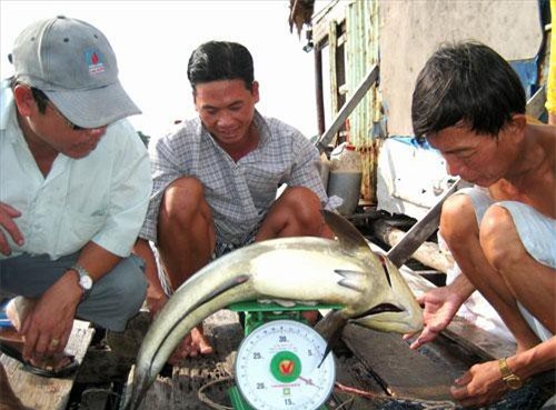 Kiên Giang: Làng biển đổi đời nhờ nuôi loài "cá bạc tỷ"