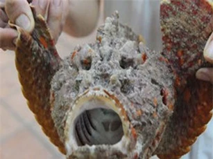 CLIP: Cá mặt quỷ xấu xí nhưng vẫn được trả giá gần chục triệu đồng