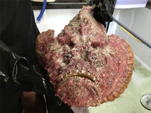 Cá mặt quỷ siêu xấu giá vẫn gần chục triệu đồng/con