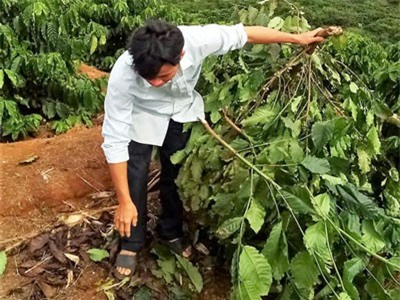 CLIP: Hàng trăm gốc cà phê bị chặt phá trong đêm ở Lâm Đồng