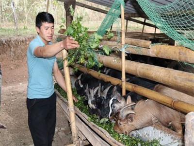 9X bản Thái 'chỉ huy' đàn dê núi 80 con, lãi 150 triệu/năm