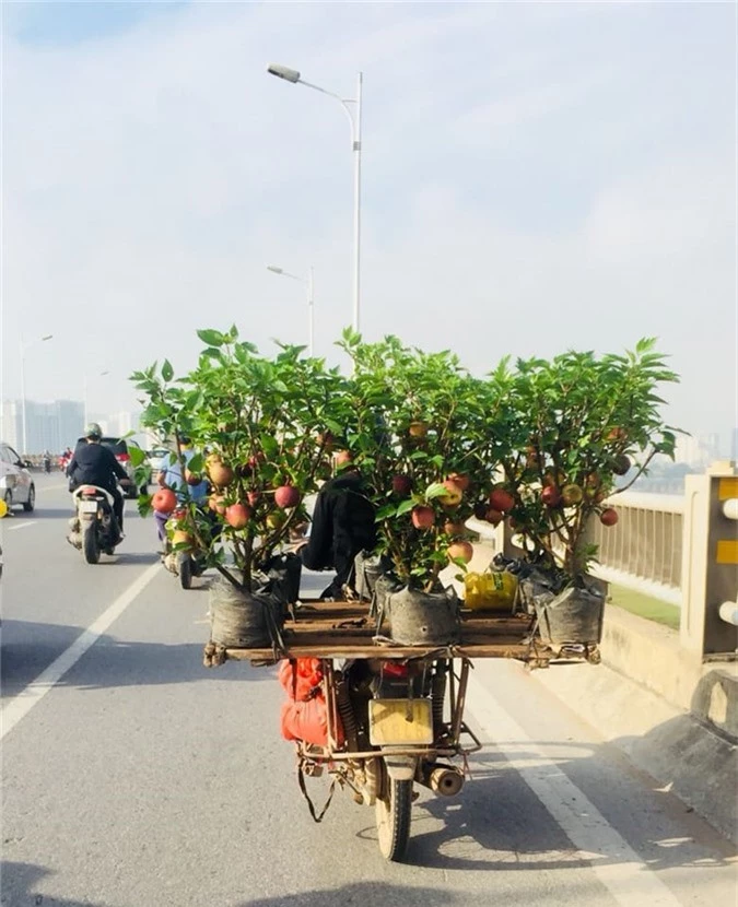 cuoi ra nuoc mat: cay tao bong no ra... hoa dam but hinh anh 2