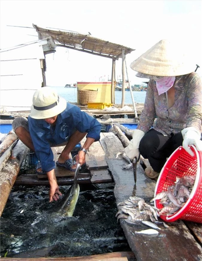 kien giang: lang bien doi doi nho nuoi loai 