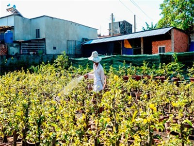 Làng mai nức tiếng Thủ Đức nguy cơ mất vụ Tết