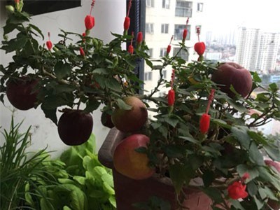 Cười ra nước mắt: Cây táo bỗng nở ra... hoa dâm bụt