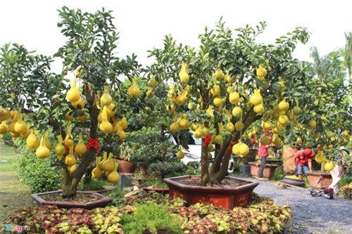 CLIP: 70 triệu/cây bưởi Diễn cho giới nhà giàu ở Sài Gòn chơi Tết