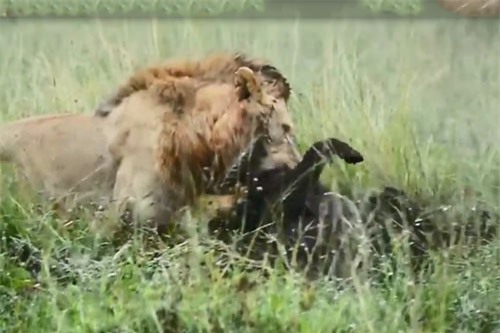 CLIP: Sư tử đào hang, tóm gọn lợn rừng