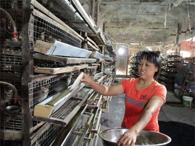 Những làng quê thực sự đáng sống ở xứ Quảng