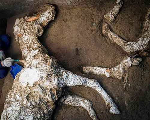 Phát hiện con vật đông cứng 2.000 năm sau thảm hoạ núi lửa