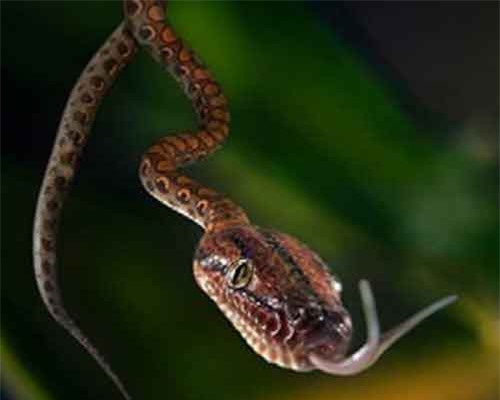 Top động vật không cánh vẫn bay tài tình, có cả ở Việt Nam