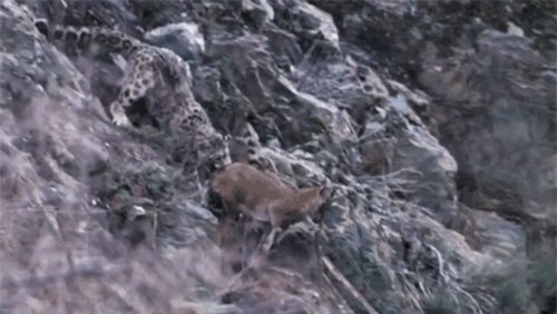 CLIP: Dê núi lao từ vách núi xuống sông để trốn kẻ thù