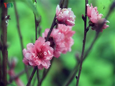 Đào nở bung đỏ rực trước Tết dương lịch, người trồng thấp thỏm sợ thất thu