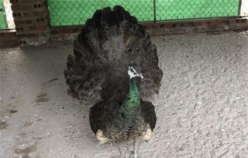 Công mái múa siêu hiếm giá nghìn đô đại gia săn biếu Tết