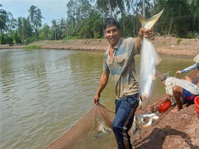 Nuôi loài cá đặc sản miệng rộng, mỗi năm lãi 1 tỷ đồng