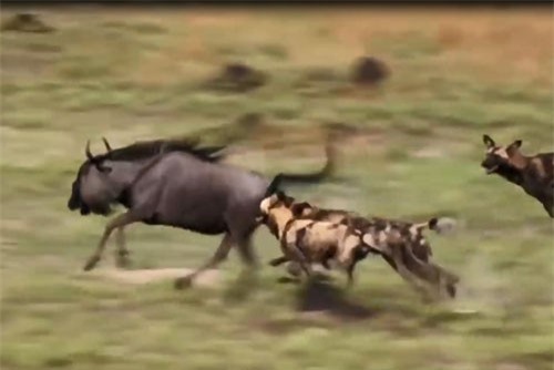 CLIP: Đàn chó hoang truy sát linh dương đầu bò