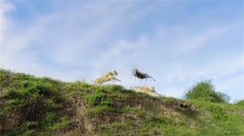 CLIP: Pha săn mồi đỉnh cao của sư tử 