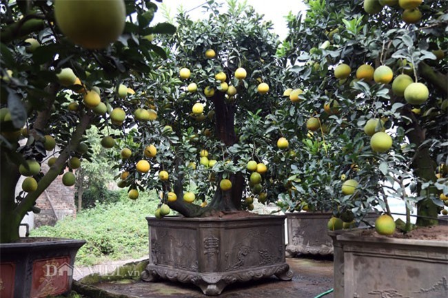 Vườn bưởi cảnh cổ thụ tiền tỷ được đại gia "săn” chơi Tết