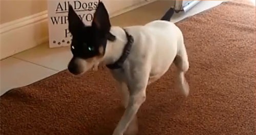 CLIP: Những chú chó thông minh biết lau chân sạch sẽ mới vào nhà