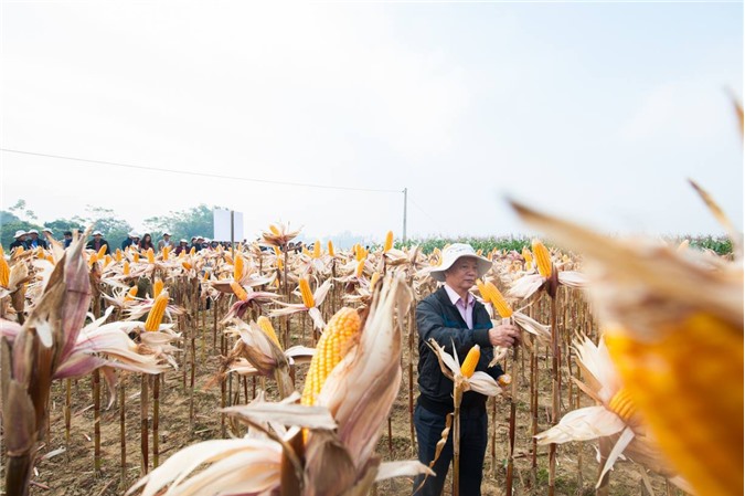 Ngô biến đổi gen: nâng cao thu nhập và canh tác bền vững