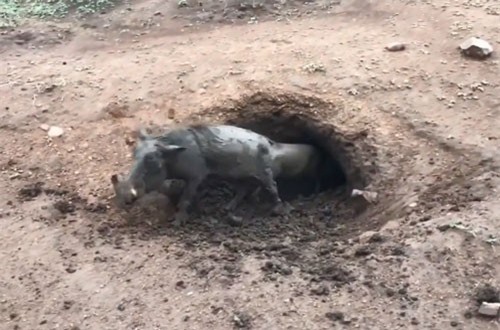 CLIP: Kinh ngạc cảnh 12 con lợn rừng chui ra từ 1 hang